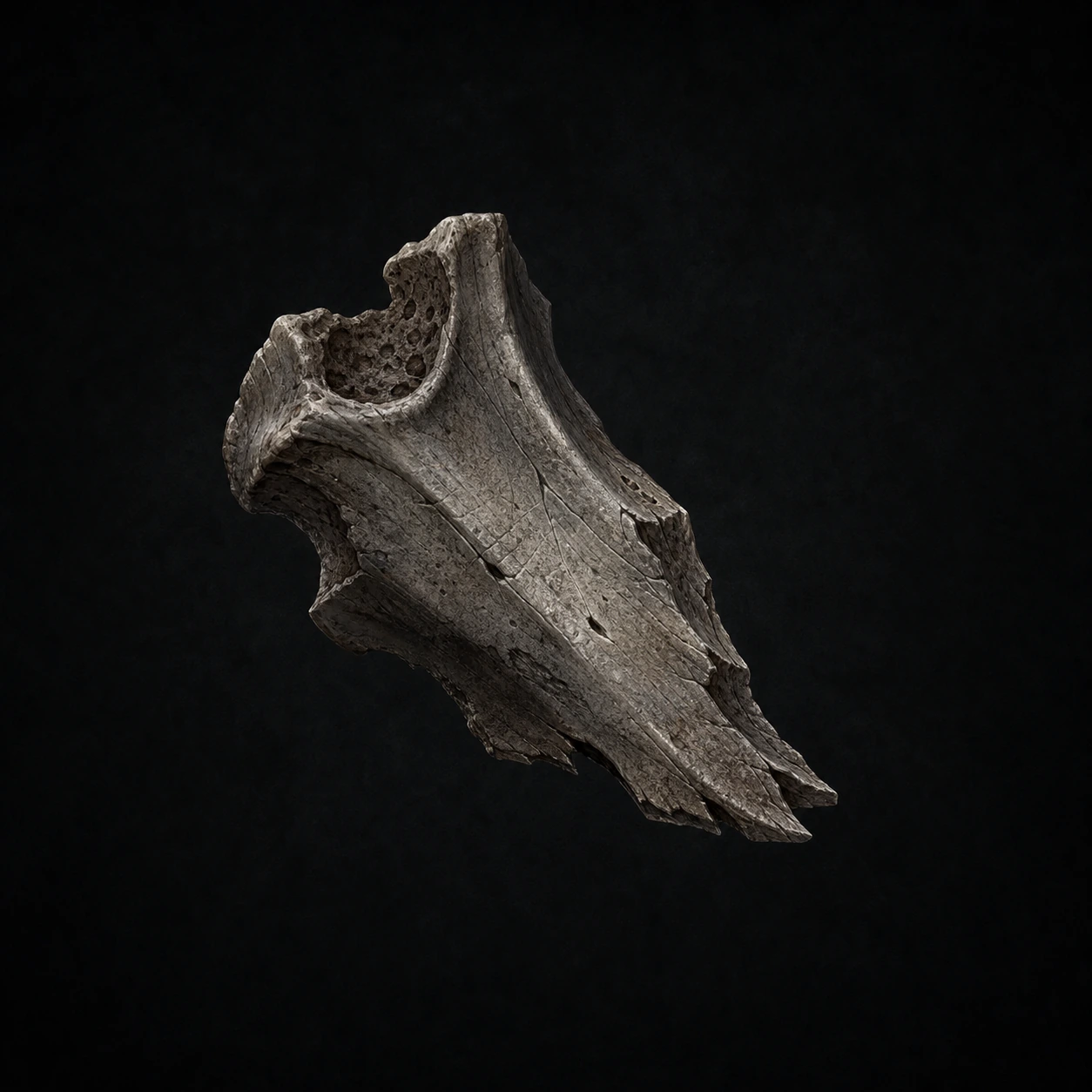 Bone Fragment